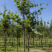 Cercis siliquastrum 10-12 HO draadkluit
