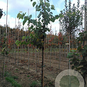 Cercis siliquastrum 6-8 HO draadkluit