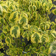 Cornus fl. 'Rainbow' 200-250 cm container Multistam
