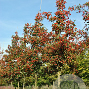 Crataegus lavalleei 'Carrierei' 10-12 HO draadkluit