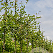 Crataegus media 'Paul's Scarlet' 10-12 HO draadkluit