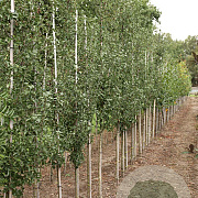 Crataegus monogyna 'Stricta' 6-8 HO draadkluit