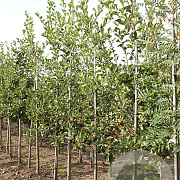 Crataegus persimilis 'Splendens' 6-8 HO draadkluit