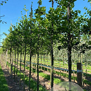Crataegus persimilis 'Splendens' 8-10 HO draadkluit