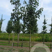 Davidia involucrata 8-10 HO draadkluit