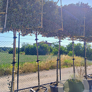 Elaeagnus ebb. 'Compacta' 10-12 HO container 200 cm stam