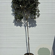 Elaeagnus ebb. 'Compacta' 6-8 HO container lei 120x120