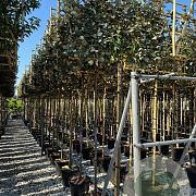 Elaeagnus ebb. 'Compacta' 8-10 HO container 200 cm stam 150x120 scherm