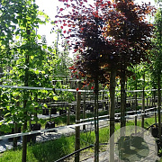 Fagus syl. 'Atropunicea' 10-12 HO container