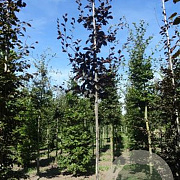Fagus syl. 'Atropunicea' 6-8 HO draadkluit