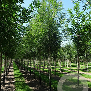 Fraxinus angustifolia 'Raywood' 8-10 HO container
