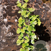 Ginkgo biloba 'Denise' 14-16 HO container geveerd