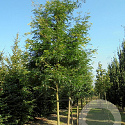 Gleditsia triacanthos 'Sunburst Locust' 8-10 HO draadkluit
