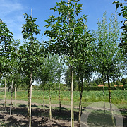 Juglans regia 18-20 HO draadkluit