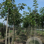 Juglans regia 'Broadview' 10-12 HO draadkluit
