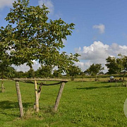Juglans regia 'Nr 16' 18-20 HO draadkluit