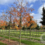 Koelreuteria pan. 'Orange Lantern' 10-12 HO draadkluit