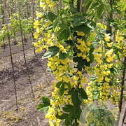 Laburnum anagyroides Yellow Rocket 10-12 HO draadkluit