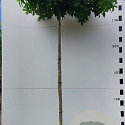 Liquidambar styraciflua 10-12 HO container 240 cm stam dakvorm 120