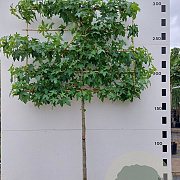 Liquidambar styraciflua 10-12 HO container 150 cm stam 120x120 scherm