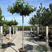 Liquidambar s. 'Worplesdon' 18-20 HO container 240 cm stam dakvorm 120