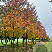 Liquidambar s. 'Worplesdon' 25-30 HO draadkluit
