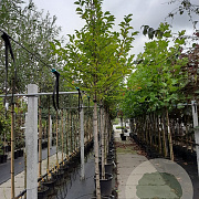 Magnolia kobus 14-16 HO container