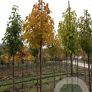 Magnolia kobus 8-10 HO draadkluit