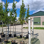 Magnolia loebneri 'Merrill' 12-14 HO container