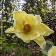 Magnolia 'Lois' 12-14 HO draadkluit