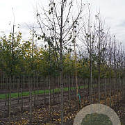 Malus 'Mokum' 10-12 HO draadkluit