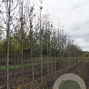 Malus 'Mokum' 8-10 HO draadkluit