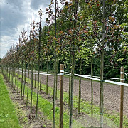Malus 'Red Obelisk' 8-10 HO draadkluit