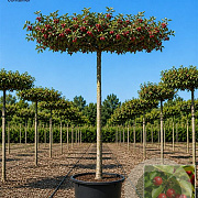 Malus 'Red Sentinel' 12-14 HO container 240 cm stam dakvorm 120