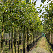 Malus 'Red Sentinel' 6-8 HO draadkluit