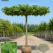 Morus alba 'Fruitless' 20-25 HO draadkluit 230 cm stam dakvorm 150