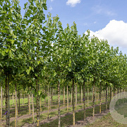 Morus alba 12-14 HO draadkluit