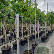 Nyssa sylvatica 6-8 HO container