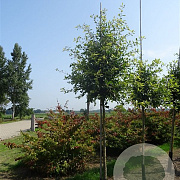 Nyssa sylvatica 6-8 HO container