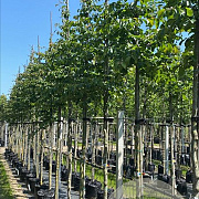 Parrotia persica 14-16 HO container