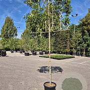 Photinia fraseri 'Red Robin' 14-16 HO container 220 cm stam 120x120 scherm