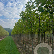 Platanus hispanica 10-12 HO draadkluit
