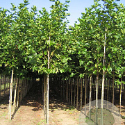 Platanus hispanica 12-14 HO draadkluit