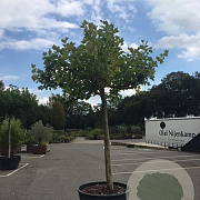 Platanus hispanica 20-25 HO container 300 cm stam dak 6 armen