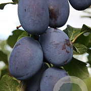 Prunus domestica 'St Julien' 10-12 HO draadkluit