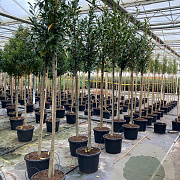 Prunus l. 'Caucasica' 10-12 HO container