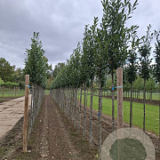 Prunus l. 'Caucasica' 10-12 HO draadkluit