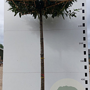 Prunus l. 'Caucasica' 18-20 HO container 240 cm stam dakvorm 120