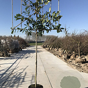 Prunus l. 'Novita' 12-14 HO container 200 cm stam 150x120 scherm