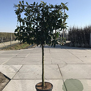Prunus l. 'Novita' 14-16 HO container 160 cm stam 120x120 scherm